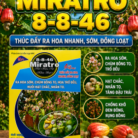 Phân bón MIRATRO 8-8-46 cây Điều 1kg (NGN)