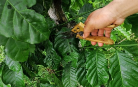 Bí quyết giúp cây cà phê xanh lá, dày cành, ít sâu bệnh