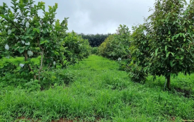 5 sai lầm phổ biến khi sử dụng phân bón mà nhà vườn cần tránh