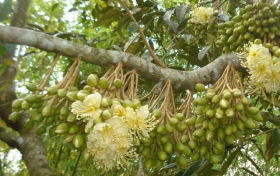 Nguyên nhân sầu riêng rụng trái và cách khắc phục hiệu quả