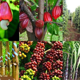 Phòng bệnh hơn chữa bệnh – Giải pháp bảo vệ cây trồng hiệu quả và bền vững