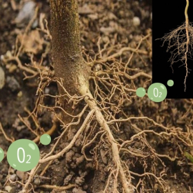 Giữ bộ rễ khỏe là yếu tố quyết định đến năng suất cây trồng