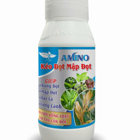 AMINO KÉO ĐỌT MẬP ĐỌT AN DÂN