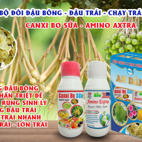 BỘ ĐÔI ĐẬU BÔNG - ĐẬU TRÁI - CHẠY TRÁI NHANH AN DÂN