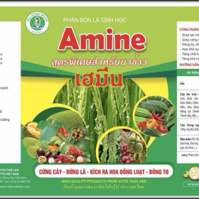 SITTO AMINE