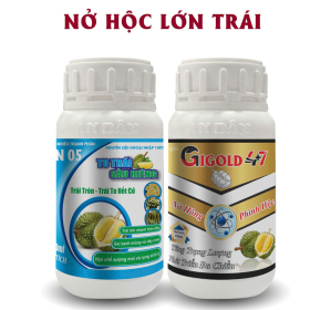 BỘ ĐÔI NỞ HỘC - LỚN TRÁI AN DÂN