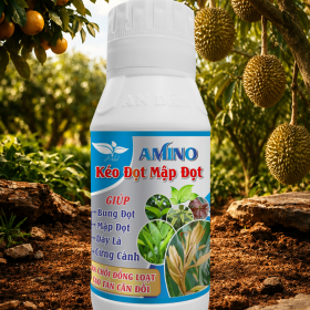 AMINO KÉO ĐỌT MẬP ĐỌT AN DÂN