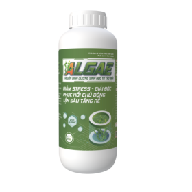 PHÂN BÓN LÁ ALGAE