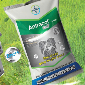 ANTRACOL ZINC 70 WP BAYER