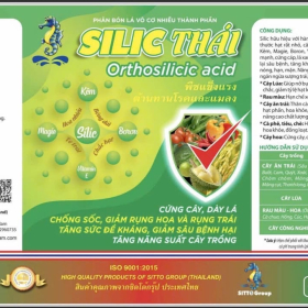 SILIC THÁI