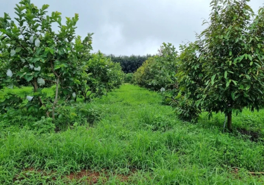 5 sai lầm phổ biến khi sử dụng phân bón mà nhà vườn cần tránh