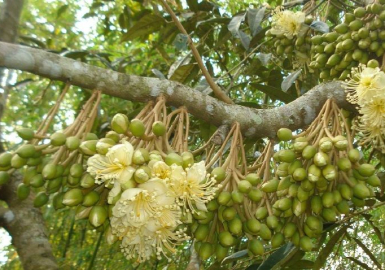 Nguyên nhân sầu riêng rụng trái và cách khắc phục hiệu quả