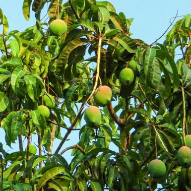 Cách giúp cây đậu trái tốt, hạn chế rụng hiệu quả