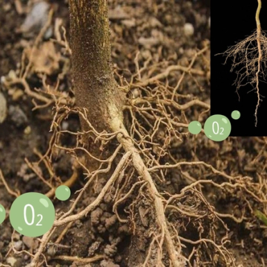 Giữ bộ rễ khỏe là yếu tố quyết định đến năng suất cây trồng