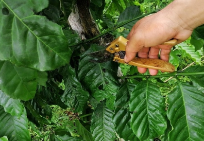 Bí quyết giúp cây cà phê xanh lá, dày cành, ít sâu bệnh