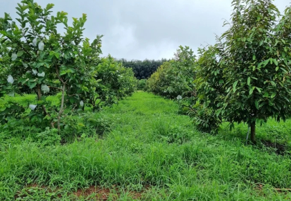 5 sai lầm phổ biến khi sử dụng phân bón mà nhà vườn cần tránh