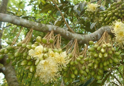 Nguyên nhân sầu riêng rụng trái và cách khắc phục hiệu quả