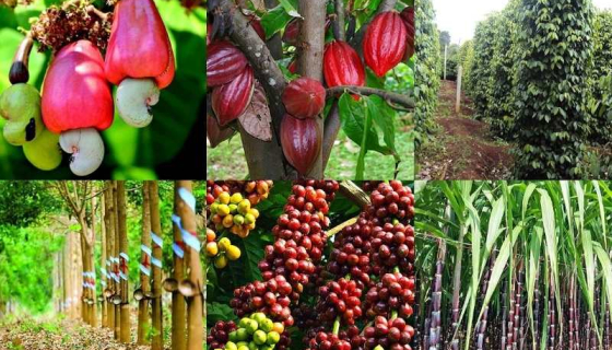 Phòng bệnh hơn chữa bệnh – Giải pháp bảo vệ cây trồng hiệu quả và bền vững