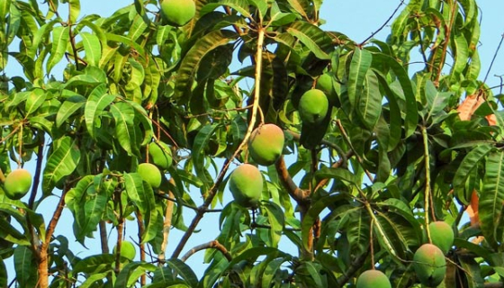 Cách giúp cây đậu trái tốt, hạn chế rụng hiệu quả