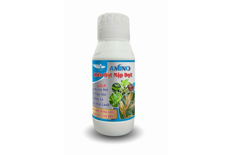 AMINO KÉO ĐỌT MẬP ĐỌT AN DÂN
