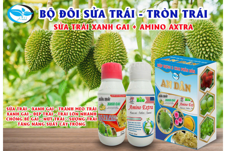 BO ĐÔI SỬA TRÁI - TRÒN TRÁI ( SỬA TRÁI XANH GAI - AMNO AXTRA) AN DÂN