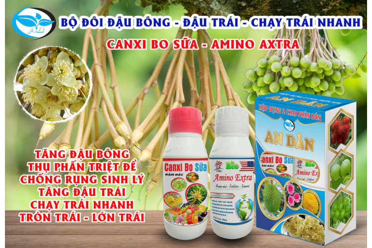 BỘ ĐÔI ĐẬU BÔNG - ĐẬU TRÁI - CHẠY TRÁI NHANH AN DÂN