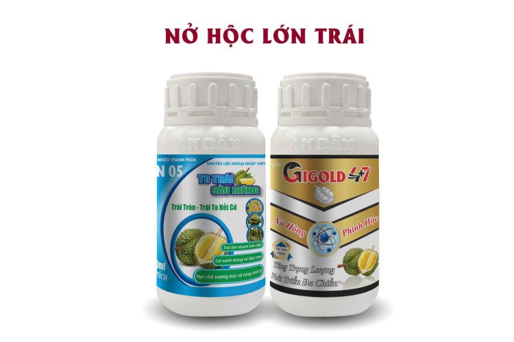 BỘ ĐÔI NỞ HỘC - LỚN TRÁI AN DÂN