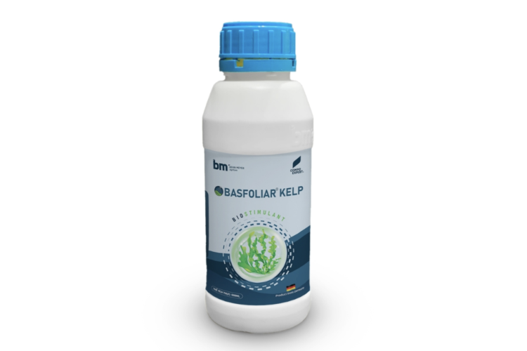 PHÂN BÓN NPK HỮU CƠ BASFOLIAR® KELP SL