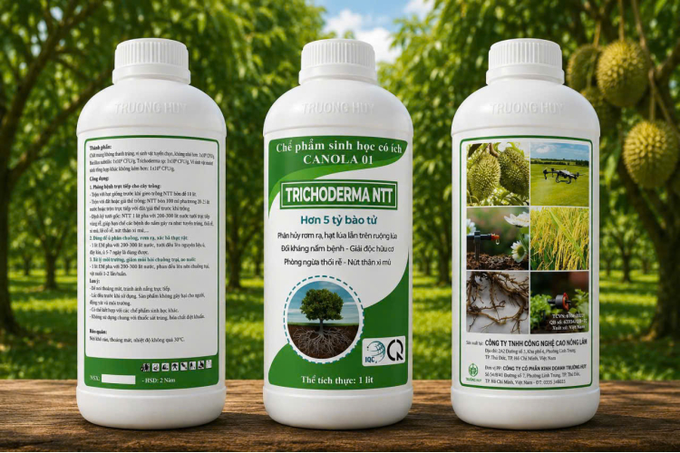 CHẾ PHẨM SINH HỌC CANOLA 01 - TRICHODERMA NTT