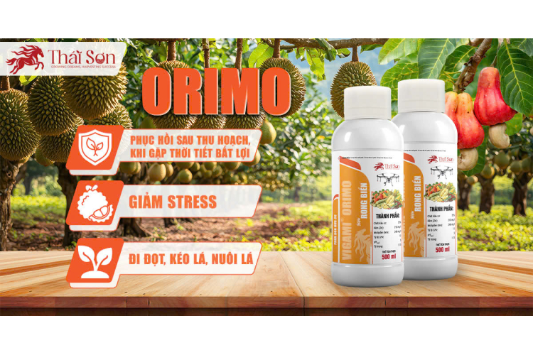 VIGAMI® ORIMO - RONG BIỂN